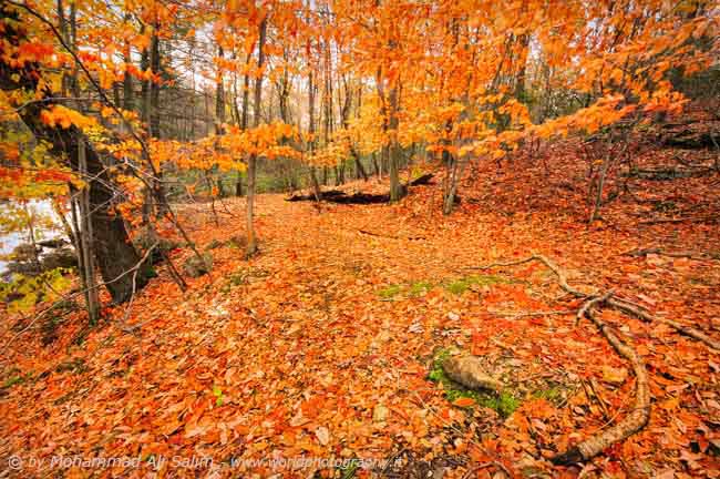 Fall in Ramapo